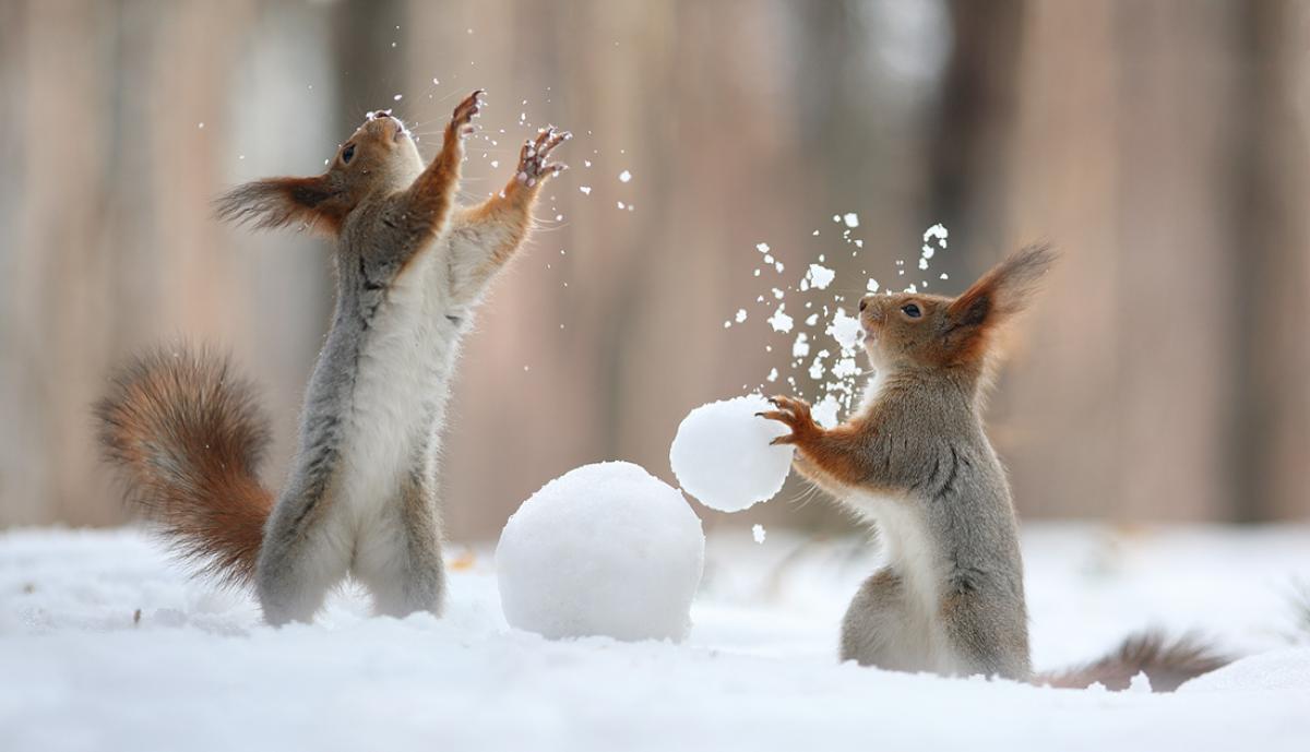 Adorable Images Of Squirrels Playing In The Snow - ViewKick