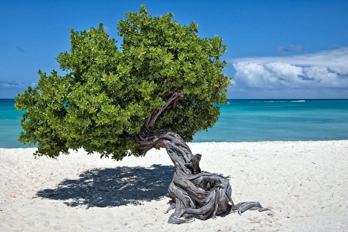 10 islands. Айленд дерево. Аруба остров. Деревья на пляже. Деревья Аруба.