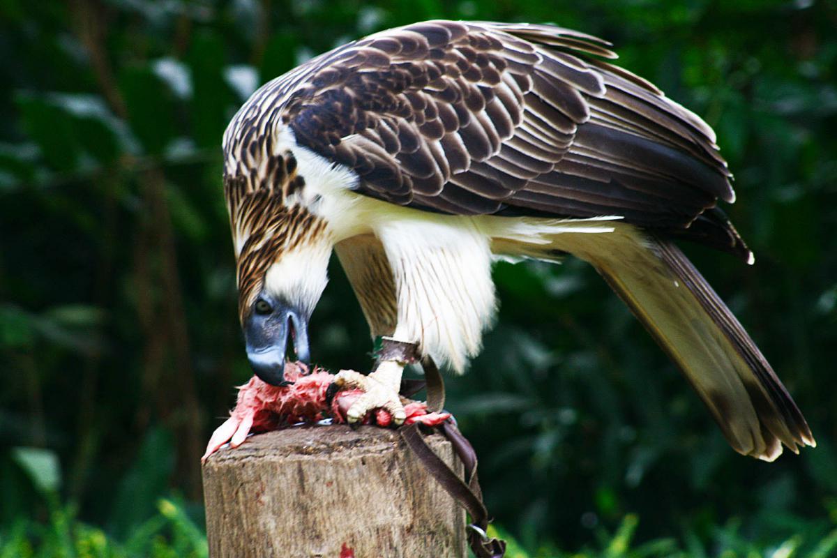 Top 10 of world's most dangerous birds - ViewKick