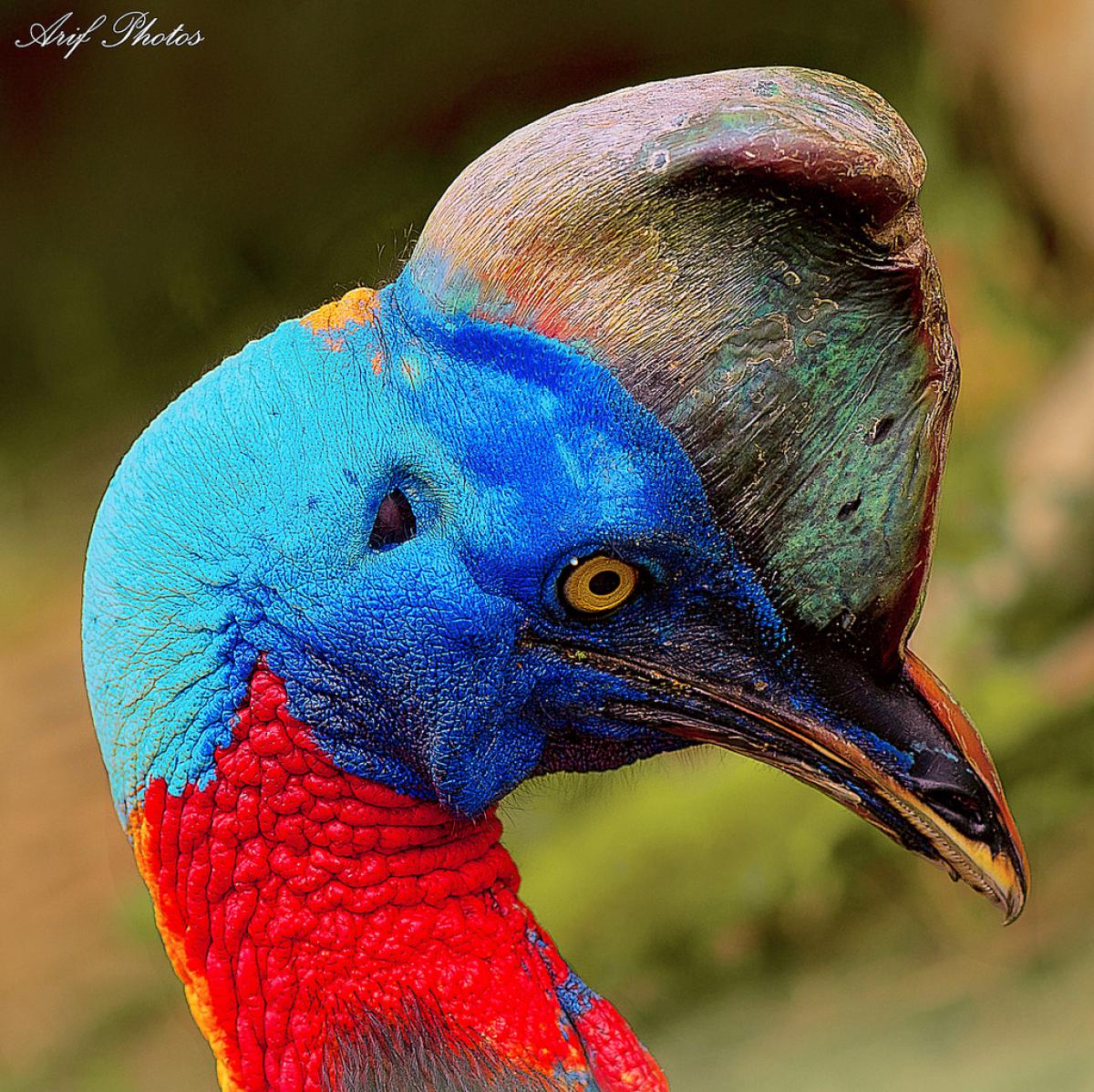 top-10-of-world-s-most-dangerous-birds-viewkick