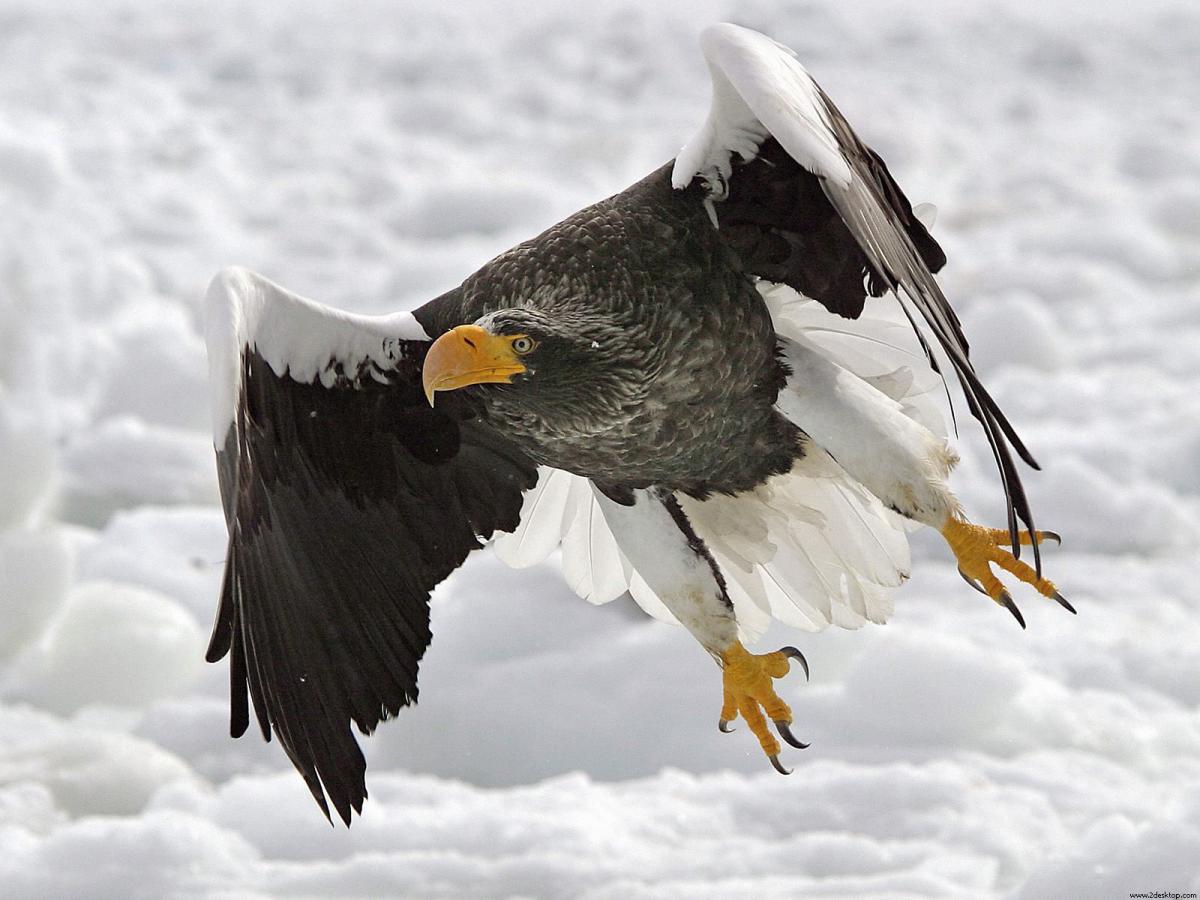 Top 10 of world's most dangerous birds - ViewKick