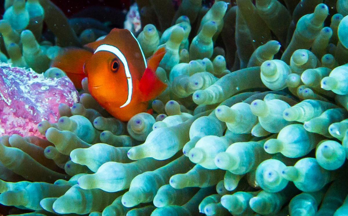 Dazzling Photography from the Great Barrier Reef - ViewKick