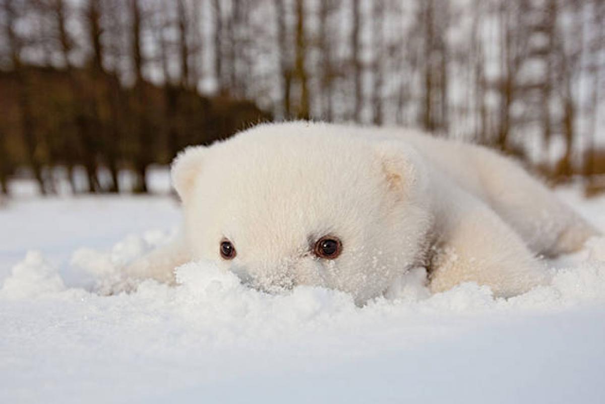Обитатели снегов. Мишка в снегу. Белый Медвежонок. Милые животные в снегу. Медведь зимой.