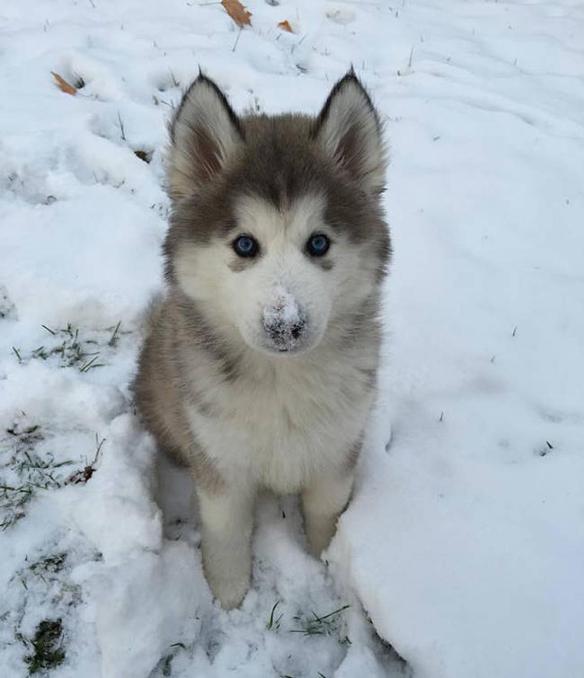 15 Extremely Cute Animals Playing in The Snow For the First Time - ViewKick