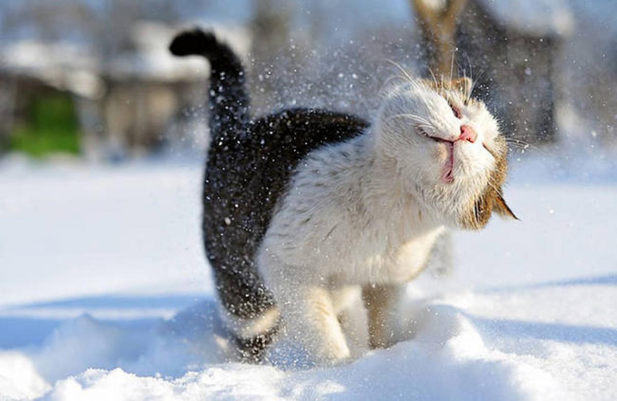 14. Yup. cats hate snow, too.