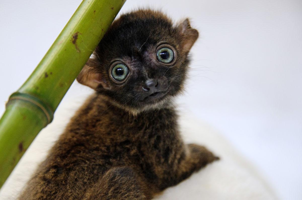 10 Super Cute Lemur Species Viewkick 