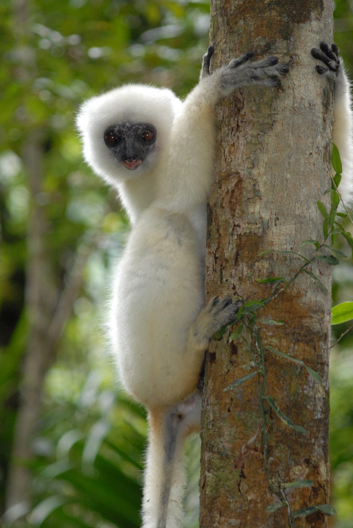 Super Cute Lemur Species Viewkick