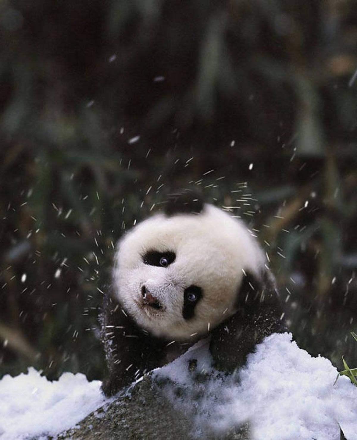 Обитатели снегов. Милые животные. Милое животное в снегу. Панда зимой. Самые милые животные.