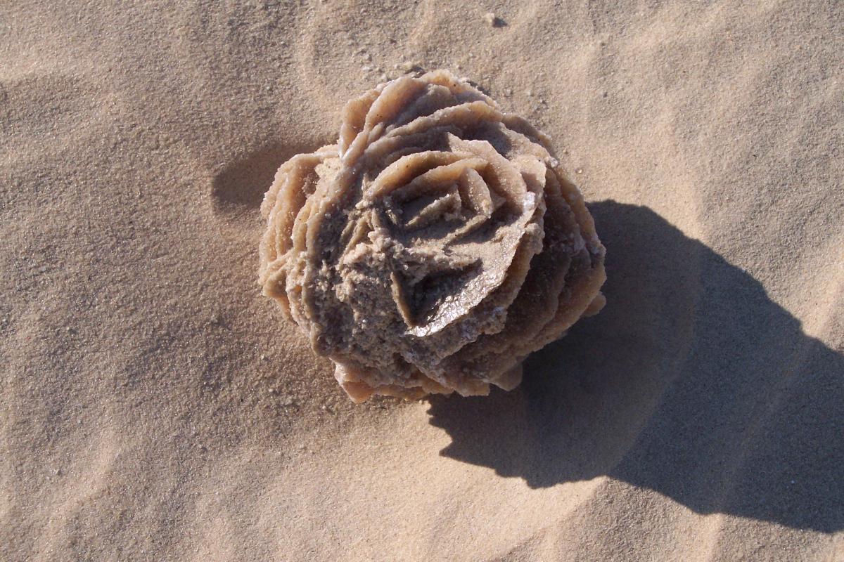 Desert Rose.