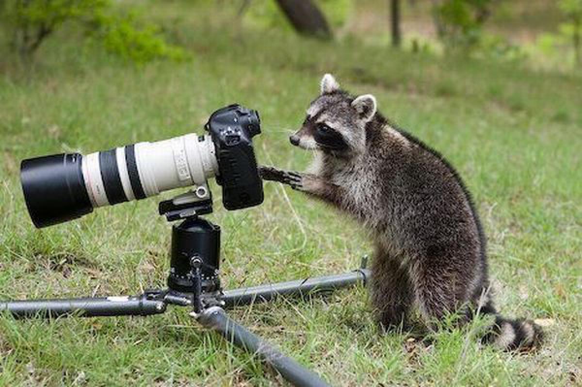 These Adorable Animals Appear to be Taking Photos With a Camera - ViewKick