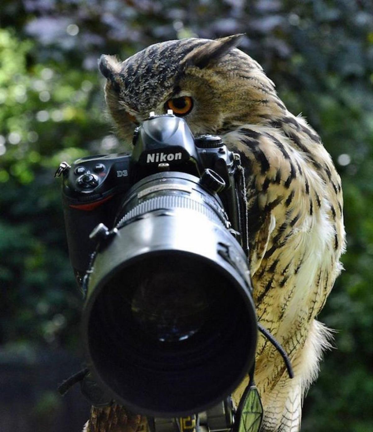 Фотоохота. Сова с фотоаппаратом. Животные с фотокамерой. Звери с фотоаппаратом. Птица с фотоаппаратом.