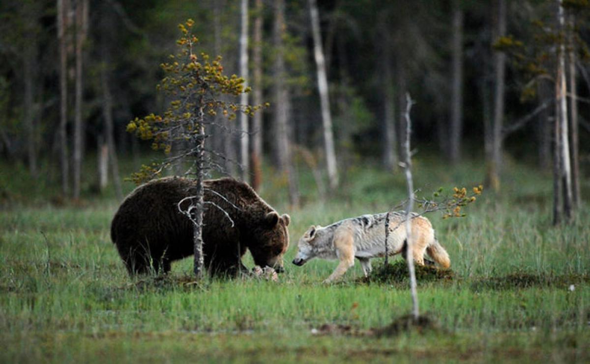 Какие отношения складываются между медведем и лисицей. Волки и медведи. Волк и медведь Дружба. Медведь в лесу. Бурый медведь и волк.