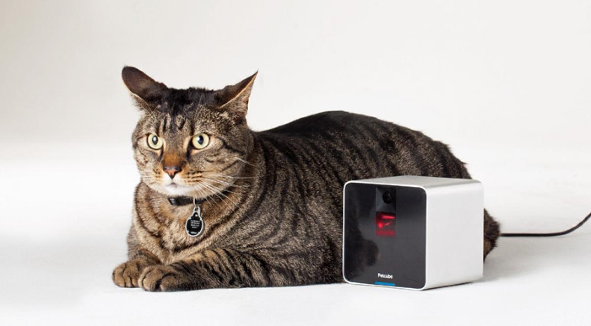 Petcube Review Stay in Touch with Your Pets Anywhere, Anytime ViewKick