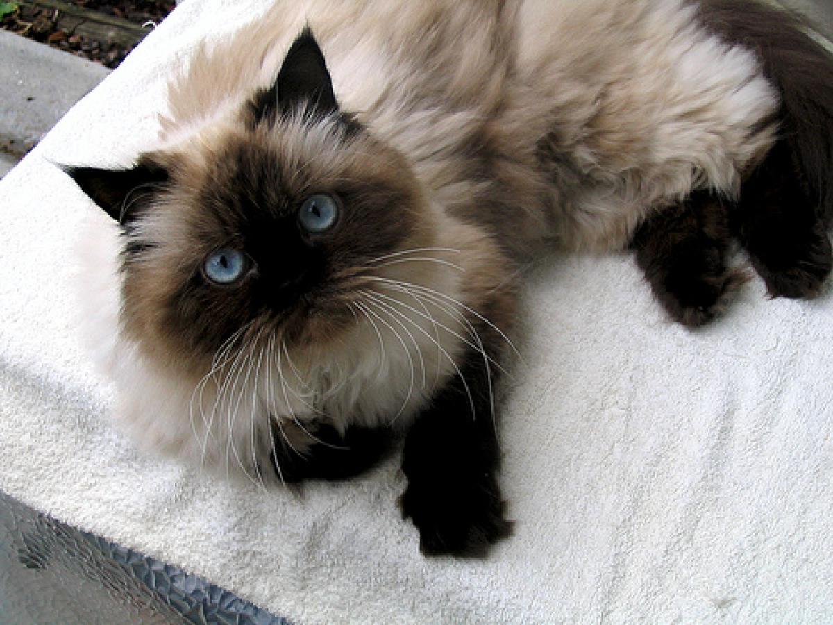 The Most Visually Stunning Cat Breeds - ViewKick