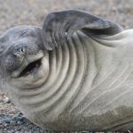 Because I'm Happy - 13 Pictures of Smiling Seals