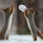 Adorable Images Of Squirrels Playing In The Snow