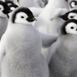 Interesting Penguin facts