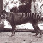 10 Creatures Which Became Recently Extinct Because Of Humans