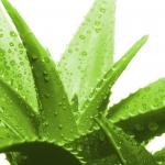 8 Incredible Aloe Vera Juice Health Benefits