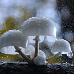 Exceptionally Beautiful Mushroom Photography by Steve Axford