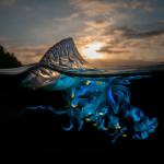 Award-Winning Ocean Photographer Captures Breathtaking Half-Underwater Images