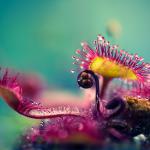 Joni Niemelä’s Macro Photos of Carnivorous Plants Look Like They Are From Another World