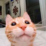 25 Animal Selfies That Will Make You Smile