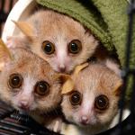 10 Super Cute Lemur Species