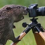 These Adorable Animals Appear to be Taking Photos With a Camera