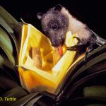 Cute Photos of Pollen-Covered Bats Taken by Merlin Tuttle