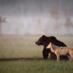 Nature At Its Best: The Beautiful Friendship Between A Brown Bear And A Grey Wolf