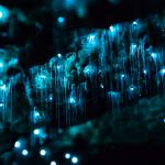 The Glowworm Caves