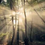 Dancing Sunrays by Kilian Schönberger Is The Forest Landscape Series That Will Blow You Away