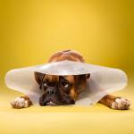 Ty Foster's Timeout Series Showing Dogs Imprisoned In Cone Collars