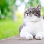 Basic tips and advice on how to take good care of your cat