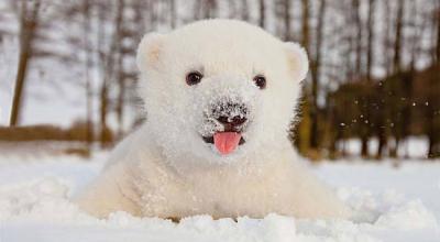 15 Extremely Cute Animals Playing in The Snow For the First Time