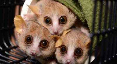 10 Super Cute Lemur Species