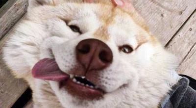 These 20 Dog Faces Will Instantly put a smile on your face