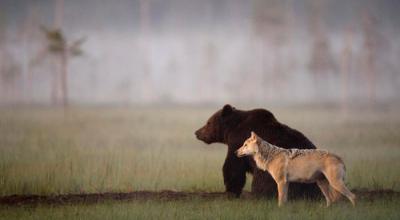 Nature At Its Best: The Beautiful Friendship Between A Brown Bear And A Grey Wolf