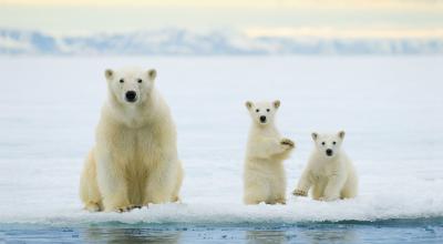 Interesting facts about polar bears