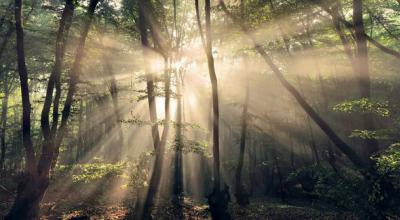 Dancing Sunrays by Kilian Schönberger Is The Forest Landscape Series That Will Blow You Away