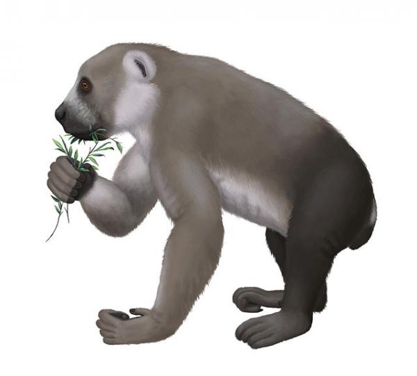 giant lemur teddy