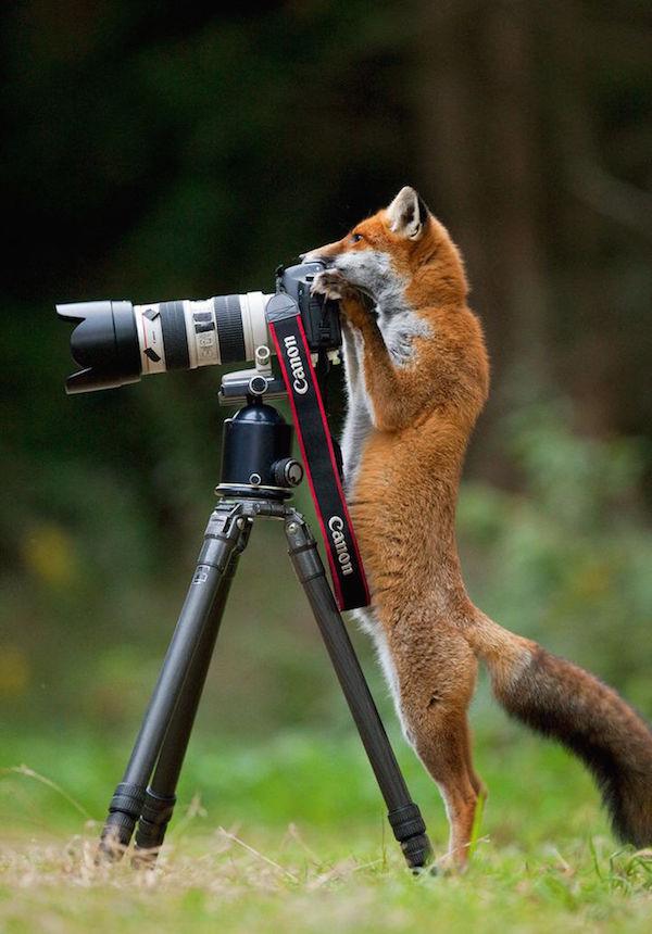These Adorable Animals Appear to be Taking Photos With a Camera ViewKick