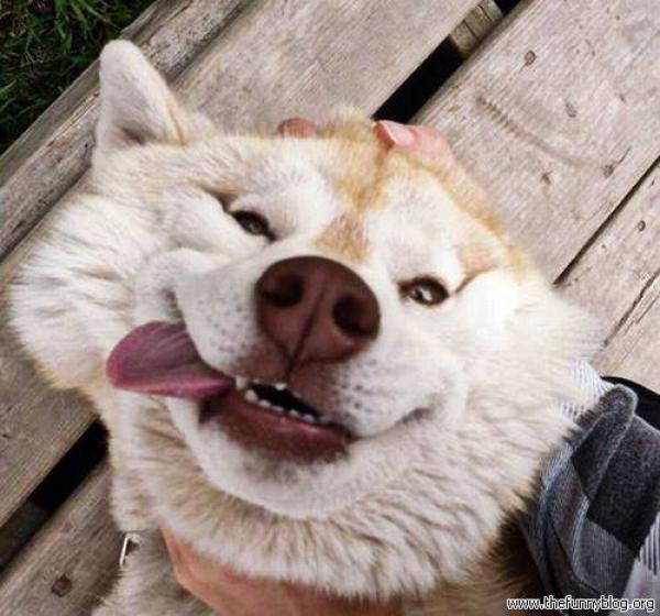 These 20 Dog Faces Will Instantly put a smile on your face ViewKick