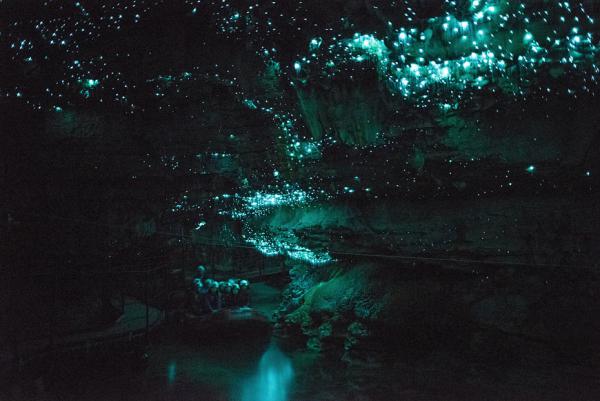 The Glowworm Caves - ViewKick