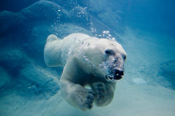 Interesting facts about polar bears - ViewKick