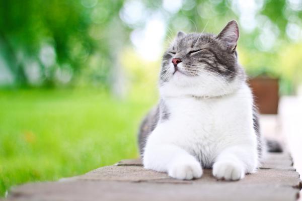 Basic tips and advice on how to take good care of your cat - ViewKick