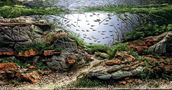 The Most Awesome Fish Aquariums In The World Have Their Own World Championship