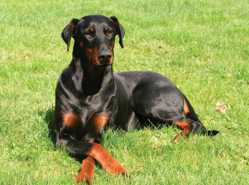best guard dogs for large property
