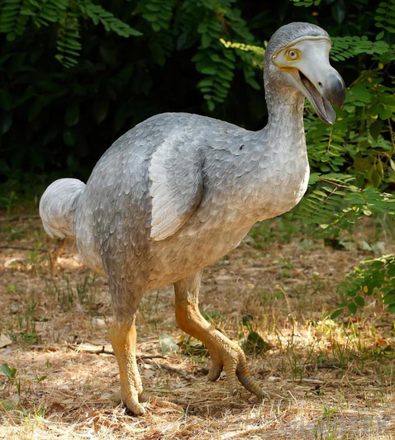 dodo bird pics